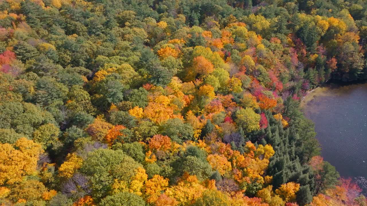 Vibrant autumn forest with colorful leaves by a peaceful lake in muskoka, aerial view