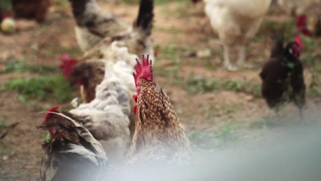 close up of many free hens eating grain in the barnyard