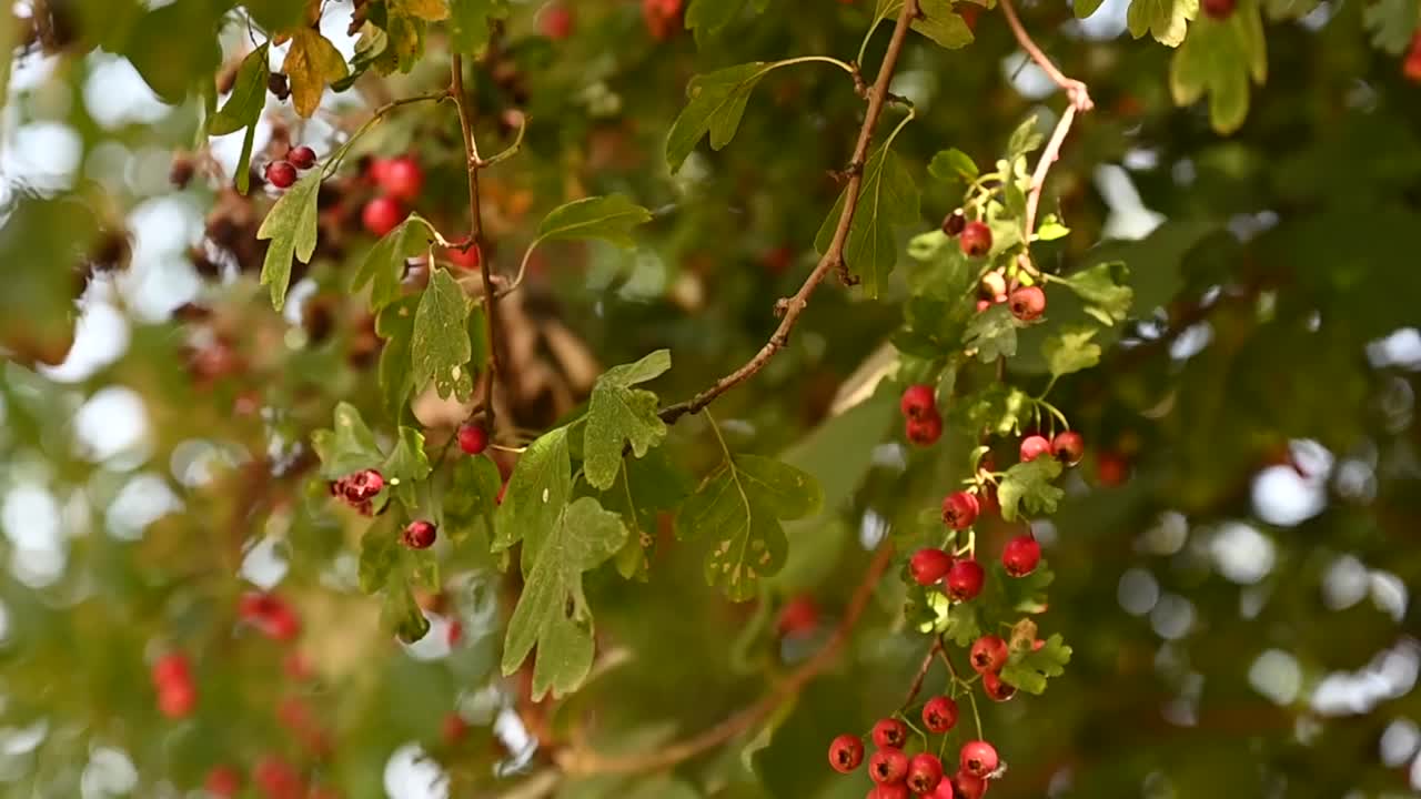 Red Bubbled Hawthorn Red Berries, London, United Kingdom