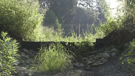 Trockener-Damm-überwuchert-In-Der-Natur,-Grün,-Gras,-Statisch,-Sonniger-Tag