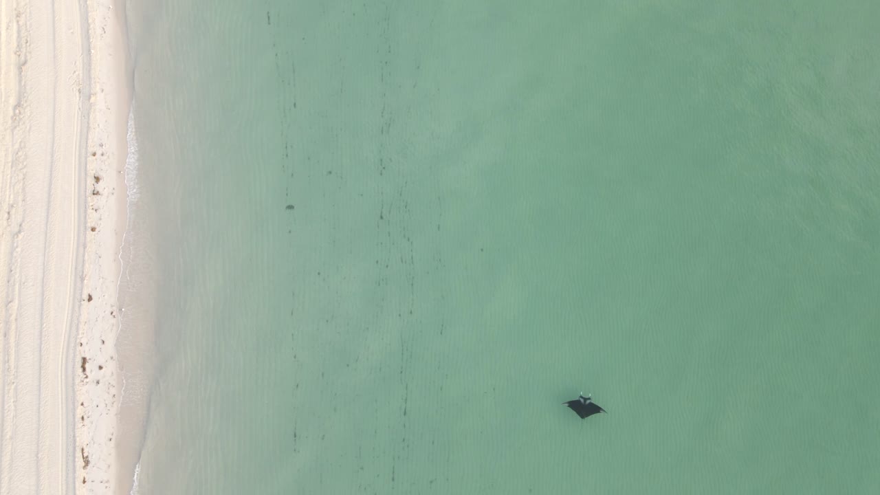 Large Manta Ray swims parallel to beach shore in vertical aerial view