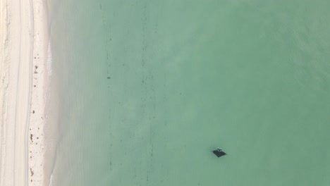 gran manta raya nada paralela a la orilla de la playa en vista aérea vertical