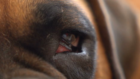 close-up of a dog's eye