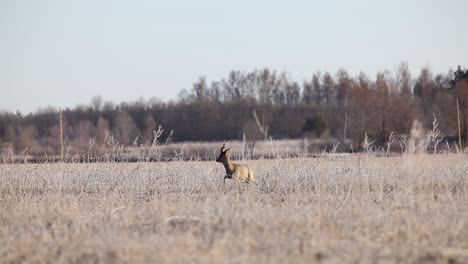 Corzo-En-Temporada-De-Apareamiento-En-Campo-De-Hierba-Seca-Helada