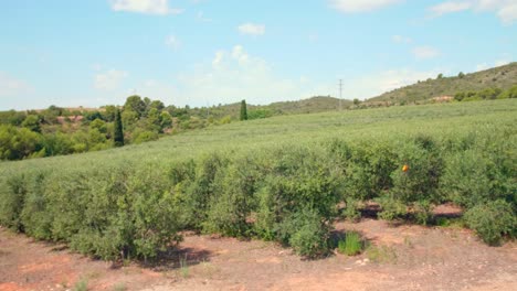 rows of olive trees at the field cultivated to produce olive oil in spain