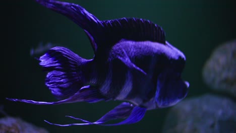 big neon blue ornamental fish moving in slow-motion in dark environment