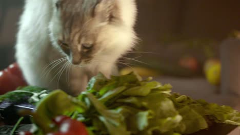 gato comiendo verduras en la cocina