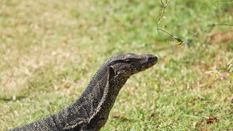 lizard raises and lowers head in natural habitat