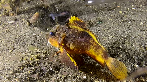 rough-head sting fish feeding on plankton during night next to sandy seabed