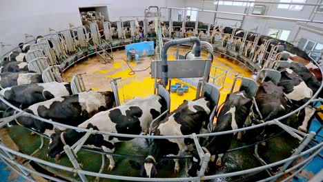 lait de vache. installation de lait de vache dans une ferme moderne. machine à traire