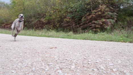 un intruso en cámara lenta corriendo más allá de la cámara en cámara lenta
