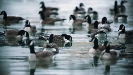 Flock-of-Wild-Canadian-Geese-Drinking-from-Icy-Lake-Water