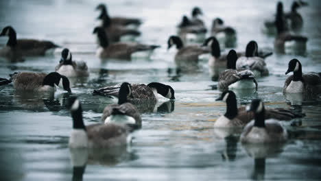 Bandada-De-Gansos-Canadienses-Salvajes-Bebiendo-Agua-Helada-Del-Lago