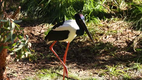 stork walking in a zoo enclosure