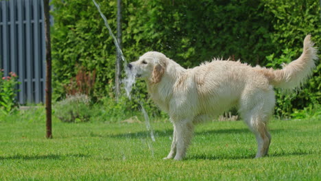 golden retriever playing with water hose