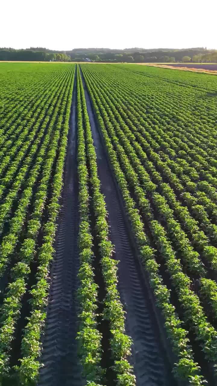 vista aérea del campo de patatas