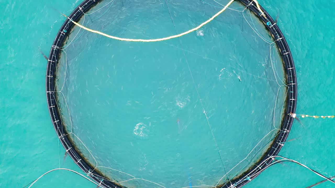 노르웨이에서 연어  ⁇ 시를 하는 공중 촬영