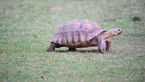 african spurred tortoise, centrochelys sulcata, 4k footage