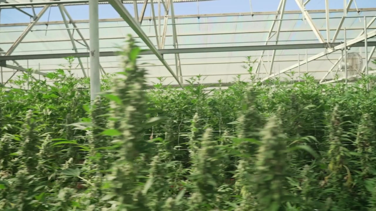 Piante di cannabis crescono fitte sotto il tetto di una serra, con la luce del sole che filtra attraverso la struttura.