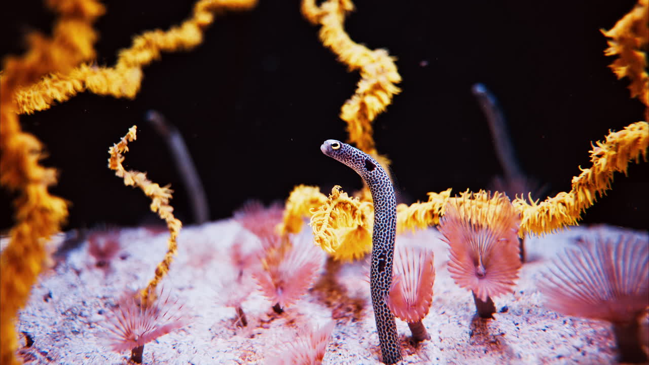 Close up of a Spotted garden eel heteroconger inside a coral reef