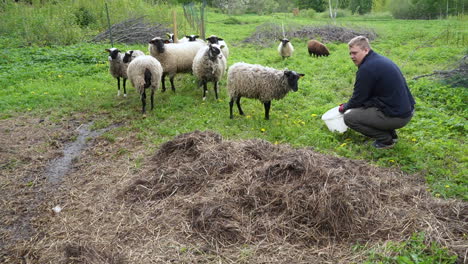 Sheep-copy-shepherds-gaze-as-he-looks-back