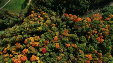 Vista-Aérea-Sobre-Un-Denso-Bosque-Otoñal-Con-La-Vista-De-Un-Camino-De-Grava-Al-Lado-Del-Bosque-En-Letonia,-Norte-De-Europa