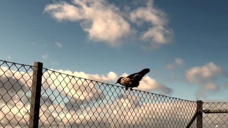 crow leaping of fence in slow motion