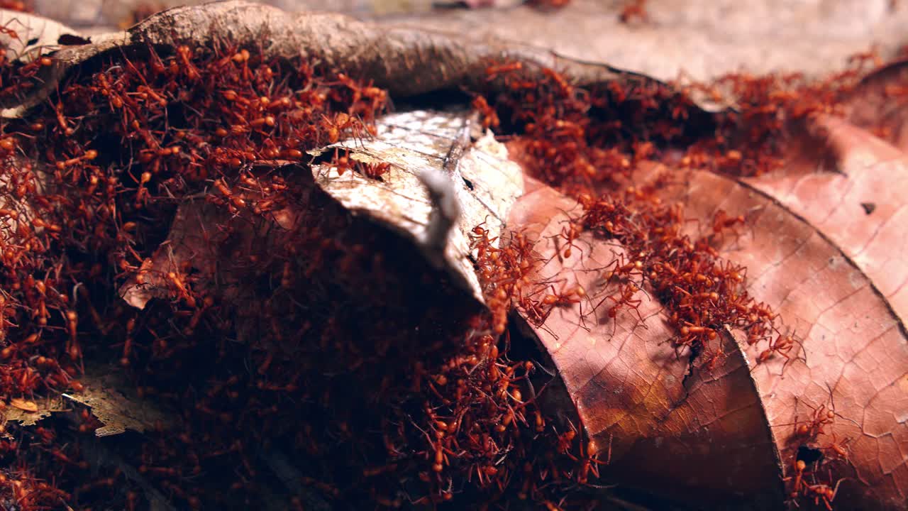 A trail of red army ants weaves through the rainforest floor, working together in a relentless, organized flow.