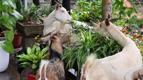 cabras comiendo plantas en un entorno de jardín casero.