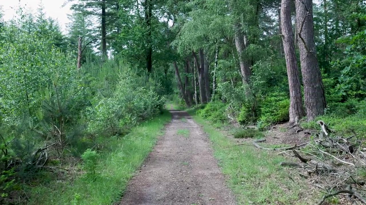 Sentiero sterrato che si snoda attraverso una foresta verde lussureggiante
