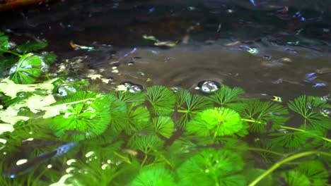 guppy fish swimming in a pond