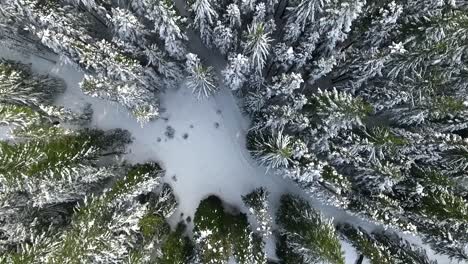 Antena-Elevándose-Por-Encima-De-Altos-árboles-De-Hoja-Perenne-Cubiertos-De-Nieve-Cerca-De-Una-Estación-De-Esquí