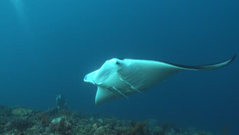 huge oceanic manta and diver