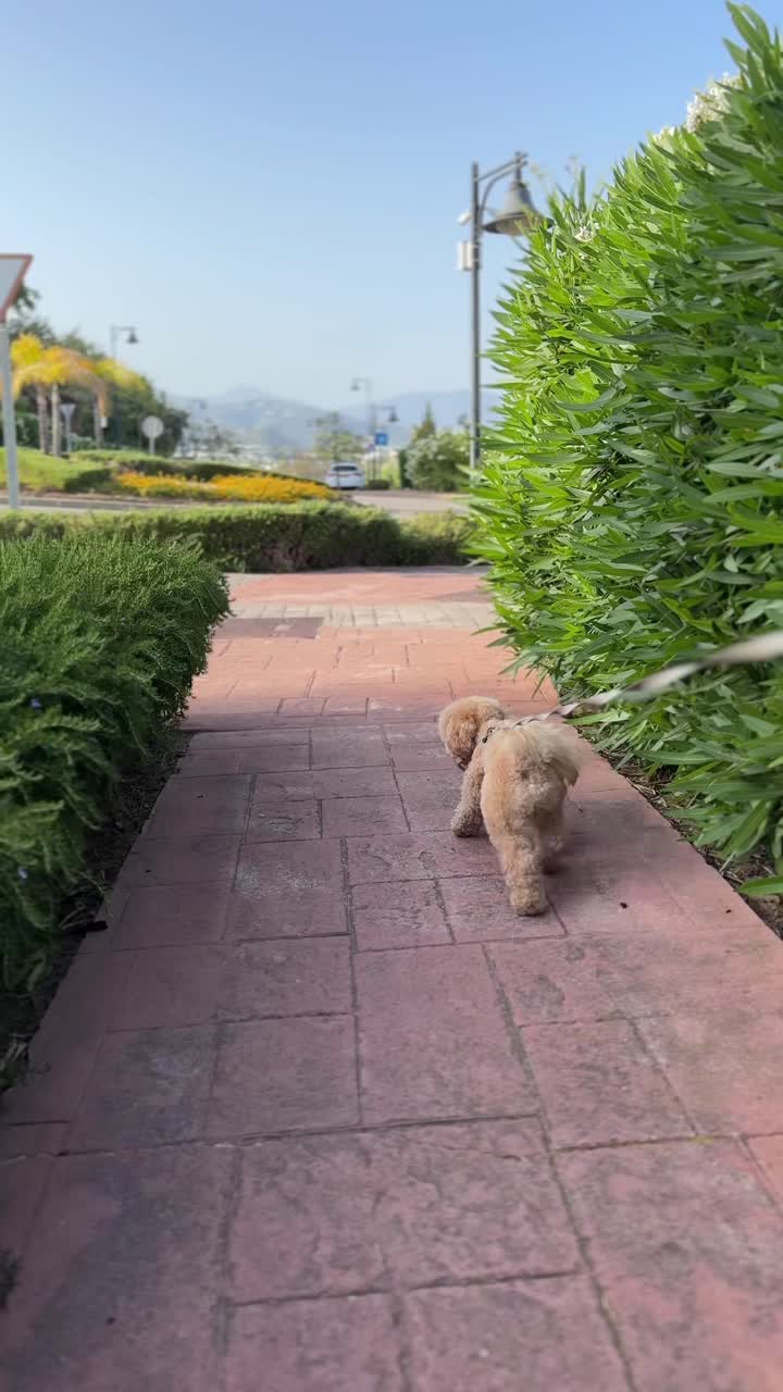 caniche en un paseo por el parque