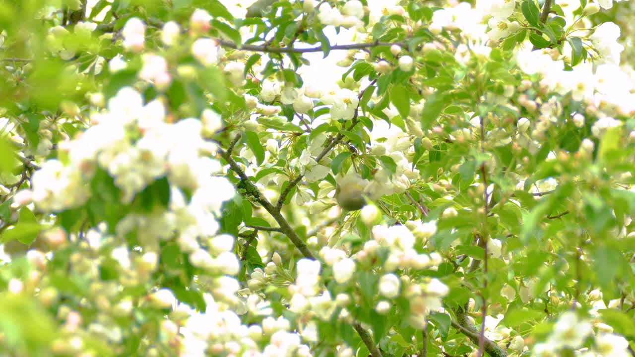 Tennessee Warbler, Green Warbler or Peregrine Warbler on branches of tree in summer forest