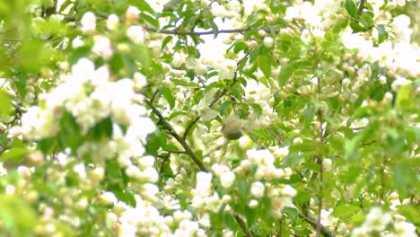 tennessee warbler, green warbler or peregrine warbler on branches of tree in summer forest