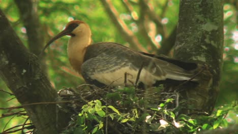 buff necked ibis mother perched in a nest with baby bird