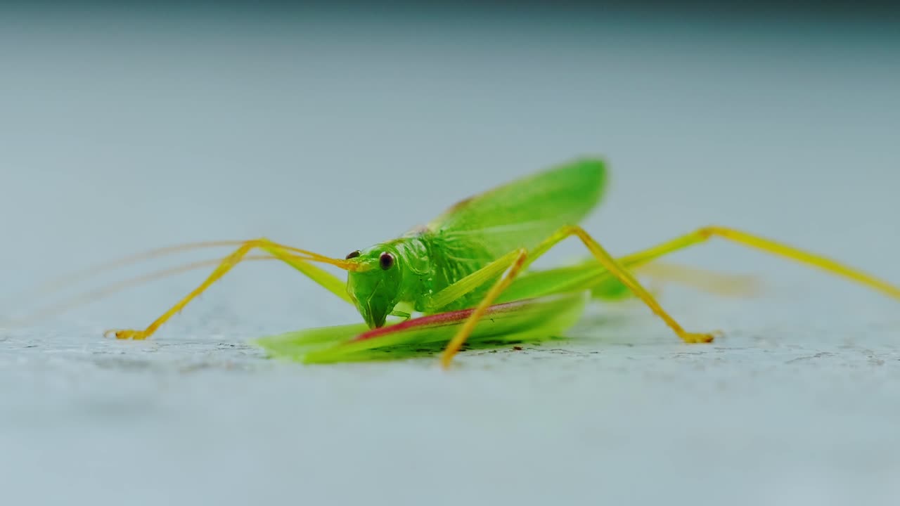Close up macro of grasshopper resting motionless on green leaf in natural light