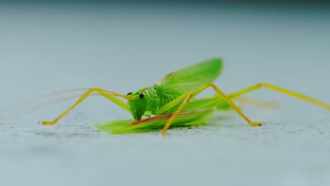 close up macro of grasshopper resting motionless on green leaf in natural light