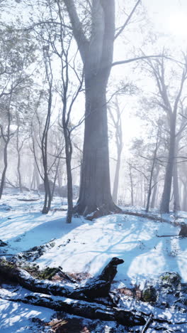 winter wonderland: misty forest scene