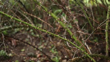 Thorns-of-a-rosehip-plant-in-rainy-weather-1