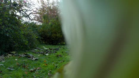 Long-dolly-shot-of-grass-and-leaves-by-drone