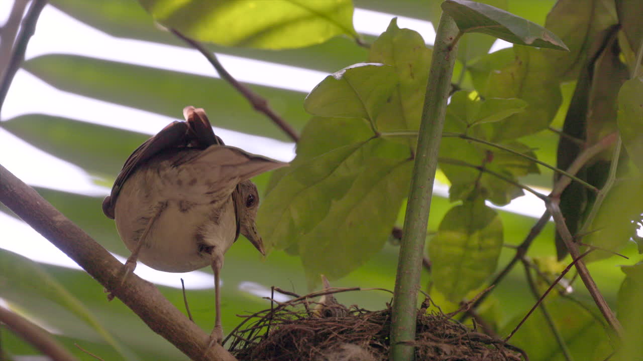 Mother feeding begging chicks at nest jungle rainforest Pale-breasted Thrush bird