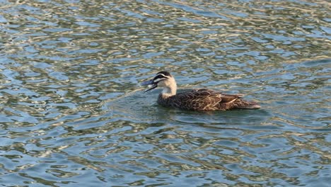 un pato se desliza suavemente a través de un lago reluciente