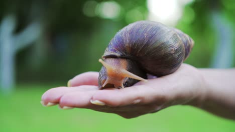 a human hand holds a snail in the palm in the street in the summer. Akhatina has a brown and yellow color