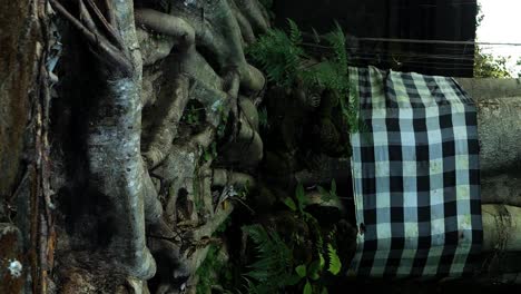 Vertikale-Zeitlupenaufnahme,-Enthüllung-Eines-Baumes-Mit-Sehr-Großen-Wurzeln-Im-Pura-Tirta-Tempel-Auf-Bali-In-Ubud,-Indonesien,-Während-Einer-Wunderschönen-Reise