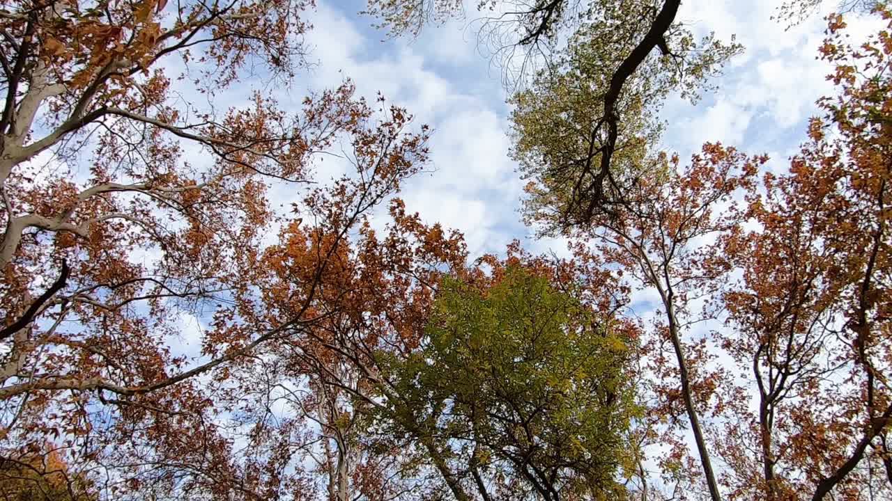 Low angle, tall trees with colorful fall foliage shake in the wind