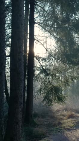 sunlit foggy forest in winter