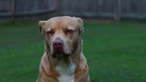 Red-Nose-Pitbull-Labrador-face-close-up-looking-tired