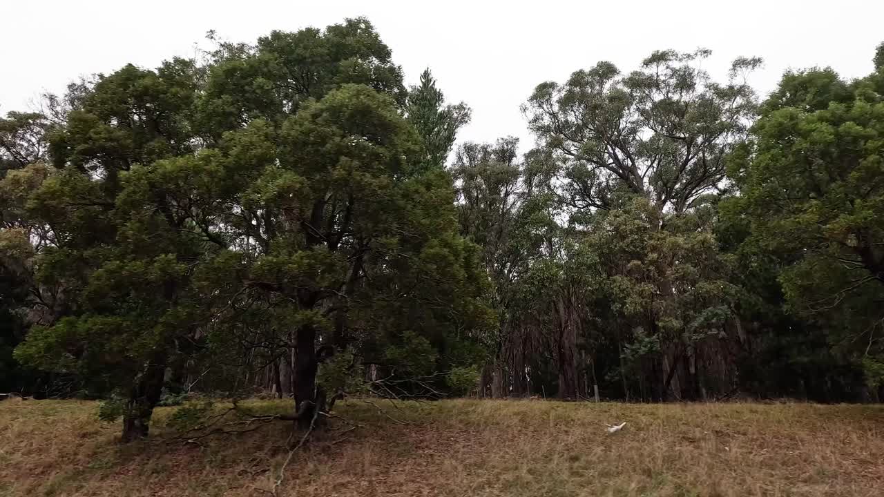 Panoramic view of trees and grassy field
